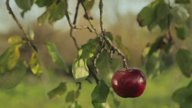 picking red apples from an apple tree branch