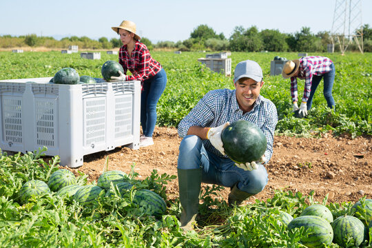Confident man farm worker engaged in harvesting checking watermelon ripeness, thumping rind with hand