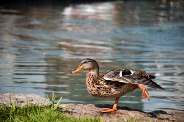 Portrait of duck standing near pond stretching leg up