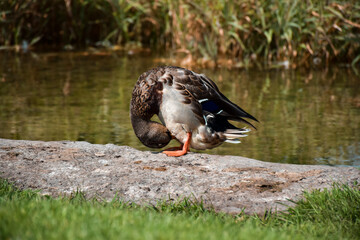 Duck standing near water grooming feathers