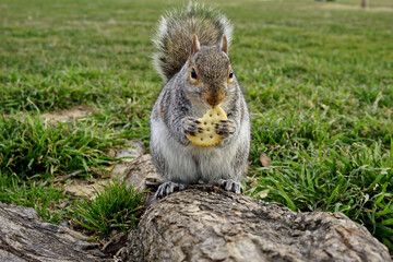Naklejka na ściany i meble squirrel in the park eating a cookie, Washington DC, USA