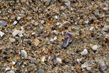 shells and bits on the beach