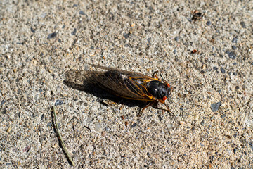 Brood x cicada