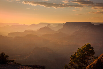 Grand Canyon south rim silhouette at golden sunset with tree, Arizona, USA