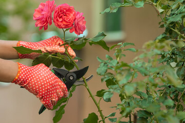 Woman in gardening gloves pruning rose bush with secateurs outdoors, closeup