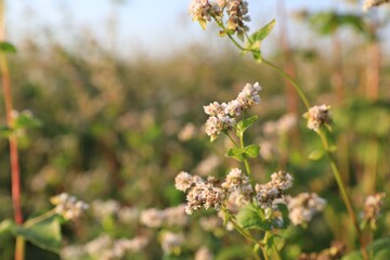Beautiful blossoming buckwheat field on sunny day, closeup view
