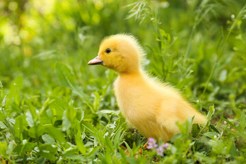 Cute fluffy duckling on green grass outdoors. Baby animal