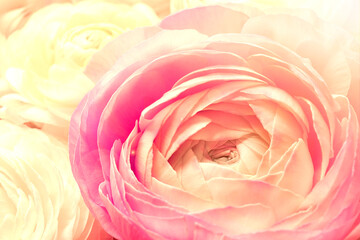 Beautiful ranunculus flowers as background, closeup view