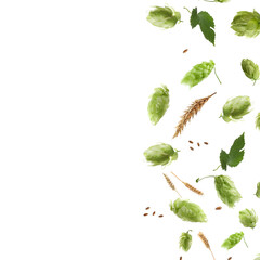 Hops, green leaves and ears of wheat on white background