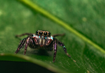 jumping spider on a leaf