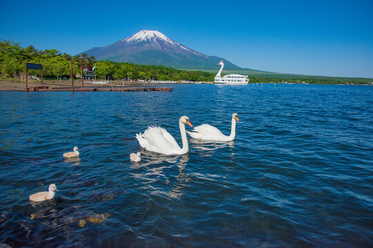 白鳥の親子と富士山の写真