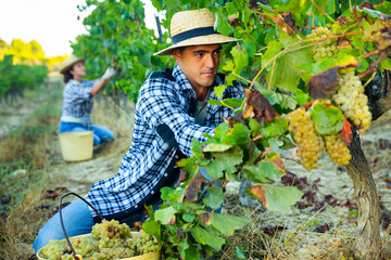 Man proffesional winemaker during harvesting of grape in vineyard at fields
