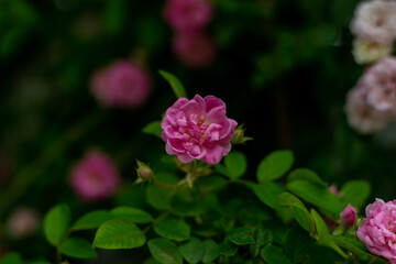 pink rose bush