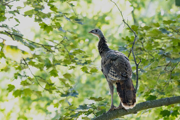 Wild Turkey in Tree