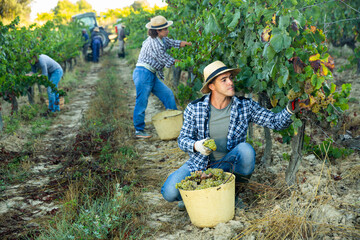 Man proffesional winemaker during harvesting of grape in vineyard at fields