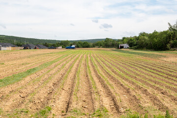 Fototapeta na wymiar Farmland with rows of cultivated vegetables in the spring. The sprouts of carrot, cabbage, turnip, and corn are in rows on the flat agricultural ground and meadow. The plants are starting to sprout.