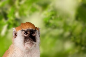 Cute young monkey on green nature background.