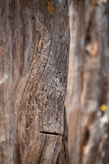 close-up of dry tree trunks fence, decorative panel, wallpaper