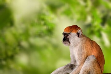 Cute young monkey on green nature background.