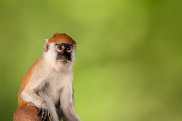 Cute young monkey on green nature background.