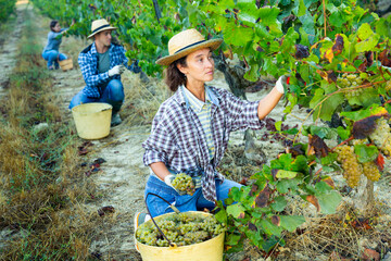 Portrait of woman working at vineyard, harvesting ripe grapes on autumn day