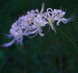 雫に飾られた白色彼岸花