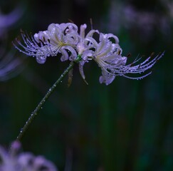 雫に飾られた白色の彼岸花