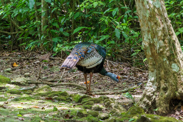 Ocellated Turkey searching for food along the forest edge in Mexico