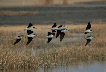 Flock of blacked necked stilts in coordinated flight over shallow water 