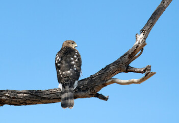 Immature Cooper's hawk with gorgeous black and white wing patterns waiting for a hunt on a bare branch. Landscape image with negative space. 