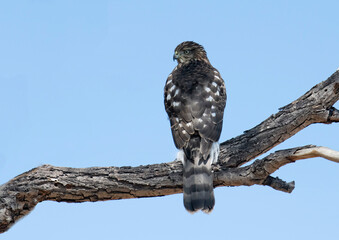 Immature Cooper's hawk with gorgeous black and white wing patterns waiting for a hunt on a bare branch. Landscape image with negative space. 