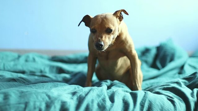 A beautiful purebred brown pygmy pinscher sits on a bed with green bed linen and sniffs the air with his nose, close-up side view in slow motion with depth of field.Concept pets lifestyle.