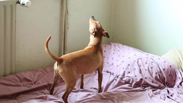 A beautiful purebred brown pygmy pinscher walks on a bed with matte pink bedding and sniffs the air, close-up side view in slow motion with depth of field.Concept pets lifestyle.