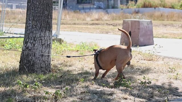 A purebred brown miniature pinscher on a leash from the back rows the ground with a lawn with its hind legs on a sunny summer day in Luxembourg, close-up side view in slow motion. Dog walking concept,