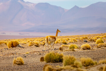 Guanaco Vicuna in the wild of Atacama Desert, Andes altiplano, Chile