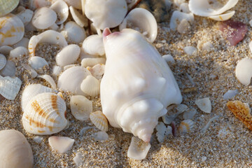 Small conch in the sand with other seashells in Celestun, Mexico