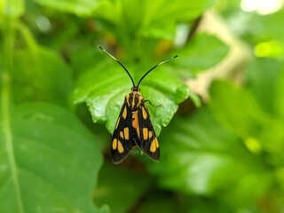 butterfly on leaf