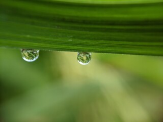 water drops on the grass