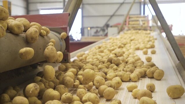 Seed potatoes moving in slow motion.
Tubers used for potato seeds move on the conveyor belt.