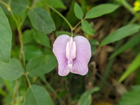pink flower of a clitoria