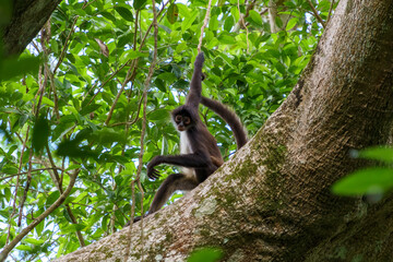 Spider monkey on a tree holding onto a vine with one hand and long fingers on the other