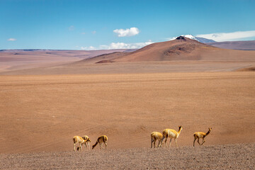 Group of guanaco Vicuna in the wild of Atacama Desert, Andes altiplano, Chile