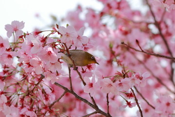 メジロと桜