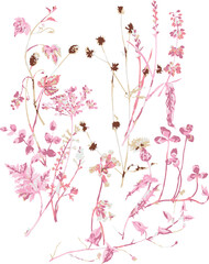 Pink & Red Wildflower Illustration