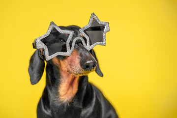 Portrait of a cool dachshund dog, wearing black and silver star-shaped glasses for a party, who sits on a yellow background, front view, copy space for advertising text