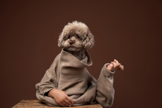 An attractive poodle with a funny expression and holding hands under his chin. Conceptual portrait of a dog on a brown background. Dog face emotions