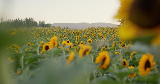 Beautiful sunflower field at sunset, rack focus