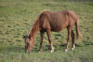 horse and foal