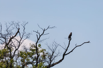 Red Tail Hawk on branch