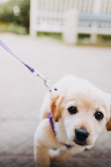 Little puppy in a harness looking to the camera and refusing to walk in a park road. Copy space